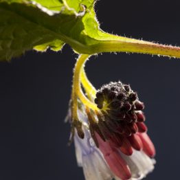 Symphytum grandiflorum - dwarf comfrey, my garden