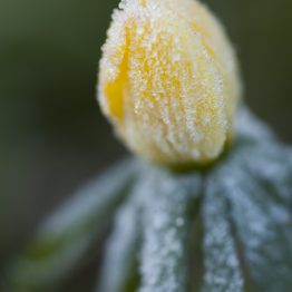 Eranthis hyemalis, frosted winter aconite, my garden