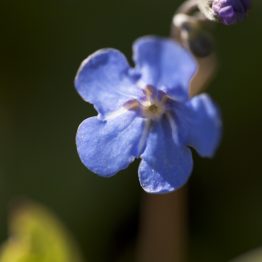 Omphalodes verna, navelwort, my garden