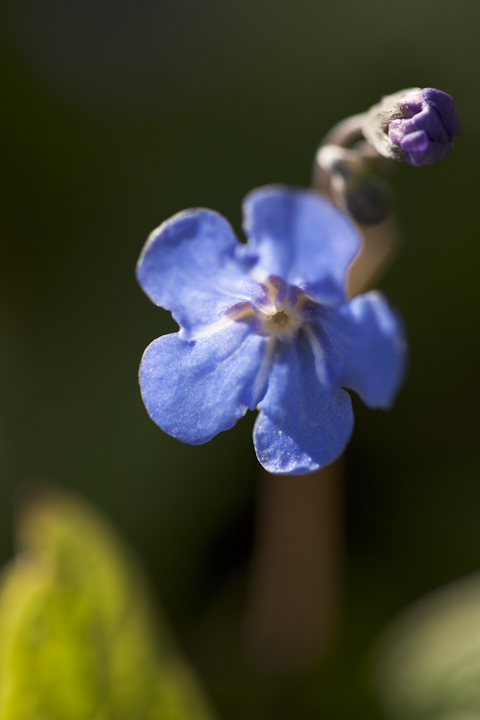 Omphalodes verna, navelwort, my garden
